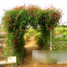 Super Seeds Ipomoea quamoclit Cypress Vine Beautiful Flower Mixed 50 + Pcs