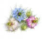 Super Seeds Nigella damascena Miss Jekyll Double Mix Love In A Mist 1000 Pcs