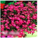 Super Seeds Lobelia erinus Rosamund Carmine Rose With White Eye Beautiful Flower 7000 Pcs