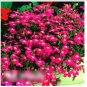 Super Seeds Lobelia erinus Rosamund Carmine Rose With White Eye Beautiful Flower 7000 Pcs