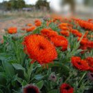 Super Seeds Calendula officinalis double Burgundy Edge Pot Marigold Neon 100+ Pcs
