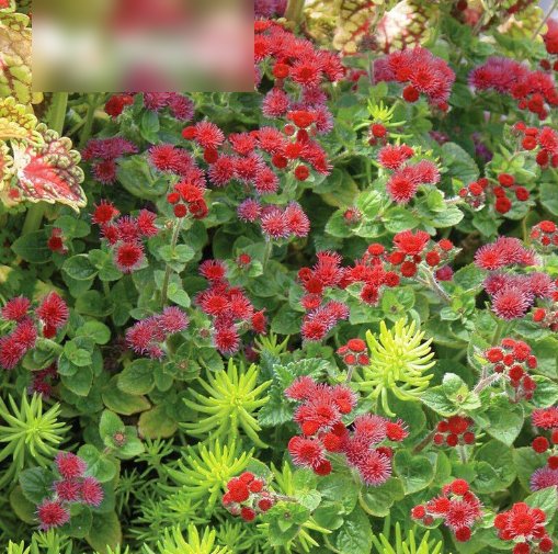 Super Seeds Ageratum mexicanum Floss Flower Tall Red Flint Annual Flower 1000 Pcs
