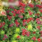Super Seeds Ageratum mexicanum Floss Flower Tall Red Flint Annual Flower 1000 Pcs