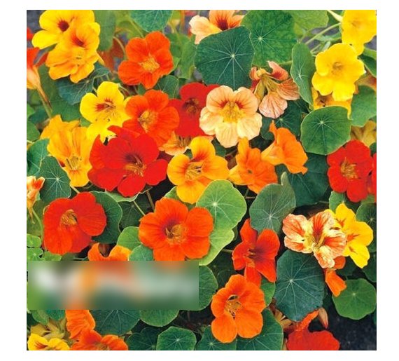Super Seeds Nasturtium Dwarf Nonolulu Flaming Colors Flower 10+ Pcs