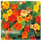 Super Seeds Nasturtium Dwarf Nonolulu Flaming Colors Flower 10+ Pcs