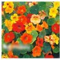 Super Seeds Nasturtium Dwarf Nonolulu Flaming Colors Flower 10+ Pcs