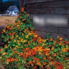 Super Seeds Tropaeolum majus Nasturtium Double Gleams Hybirds 100 Pcs