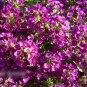 Super Seeds Lobularia Maritima Alyssum Oriental Night ground cover 1000+ Pcs