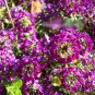 Super Seeds Lobularia Maritima Alyssum Oriental Night ground cover 1000+ Pcs