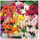 Super Seeds Antirrhinum majus nanum Snapdragon Dwarf Mixed Annual Flower 4000 Pcs