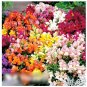 Super Seeds Antirrhinum majus nanum Snapdragon Dwarf Mixed Annual Flower 4000 Pcs