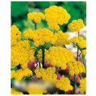 Super Seeds Lonas inodora Yellow Ageratum Annual border cut flower 800+ Pcs