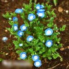 Super Seeds Nemophila menziesii insignis Baby Blue Eyes Landscaping Flower 1000+ Pcs