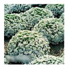 Super Seeds Lobularia maritima Sweet Alyssum White Snowcloth Honey Fragrant 2000 Pcs