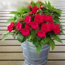 Super Seeds Impatiens Busy Lizzie Scarlet Beautiful Flower 200+ Pcs