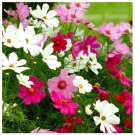 Super Seeds Cosmos Bipinnatus Sensation Mix Beautiful Flower 300 Pcs