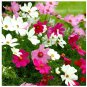 Super Seeds Cosmos Bipinnatus Sensation Mix Beautiful Flower 300 Pcs