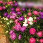 Super Seeds Callistephus Chinensis China Aster Powder Puff Beautiful Flower 400+ Pcs