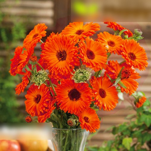 Super Seeds Calendula officinalis Pot Marigold Geisha Girl Beautiful FLower 100+ Pcs