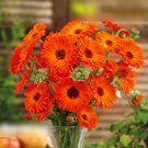 Super Seeds Calendula officinalis Pot Marigold Geisha Girl Beautiful FLower 100+ Pcs