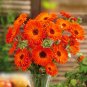 Super Seeds Calendula officinalis Pot Marigold Geisha Girl Beautiful FLower 100+ Pcs