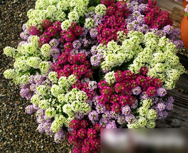 Super Seeds Lobularia maritima Ayssum Magic Circle Mix Annual Flower 2000+ Pcs
