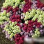 Super Seeds Lobularia maritima Ayssum Magic Circle Mix Annual Flower 2000+ Pcs
