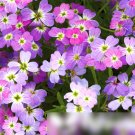 Super Seeds Cheiranthus maritimus Virginian Stock Mix Beautiful Flower 1000 Pcs