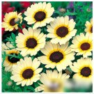 Super Seeds Chrysanthemum segetum Corn Marigold Eastern Star Annual Flower 300 Pcs