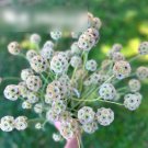 Super Seeds Scabiosa stellata Starflower Puncushions Drumstick 10+ Pcs