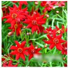 Super Seeds Coreopsis tinctoria Amulet Red Dwarf Annual Flower 500 Pcs