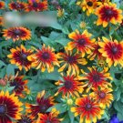 Super Seeds Rudbeckia Hirta Black Eyed Susan Coneflower Orange Fudge Flower 600 Pcs