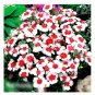Super Seeds Dianthus Chinensis Chines Pink Merry Go Ground Annual Flower 100+ Pcs