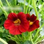 Super Seeds Tropaeolum majus Nasturtium Fiery Festival Double Red 60 Pcs