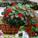 Super Seeds Tropaeolum nanum Empress of India Nasturtium Tom Thumb 20 Pcs