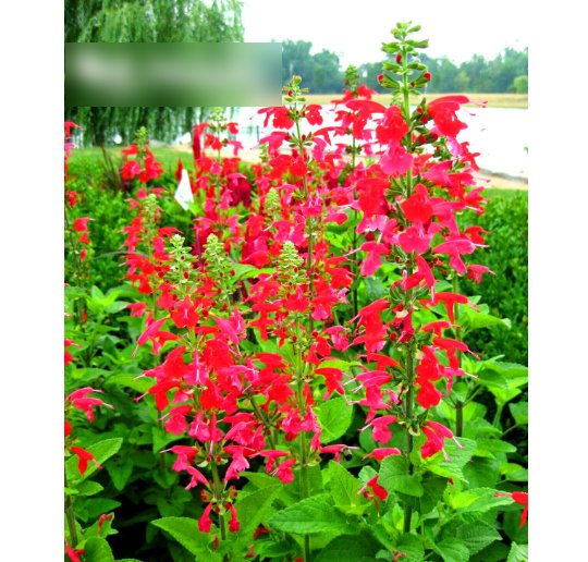 Super Seeds Salvia coccinea Texas Scarlet Sage Beautiful Flower 300 Pcs