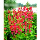 Super Seeds Salvia coccinea Texas Scarlet Sage Beautiful Flower 300 Pcs