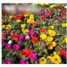 Super Seeds Portulaca grandiflora Moss Rose Double Beautiful Flower 3000+ Pcs