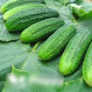 Super Seeds Cucumber Partner Smooth Gherking Early Crop Vegetable 20 Pcs