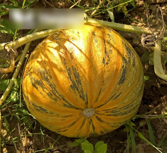 Super Seeds Cucurbita pepo Pumpkin Squash Olga Vegetable Garden 10 Pcs