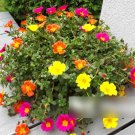 Super Seeds Portulaca grandiflora Rockery Flower Moss Rose SIngle 2000 Pcs