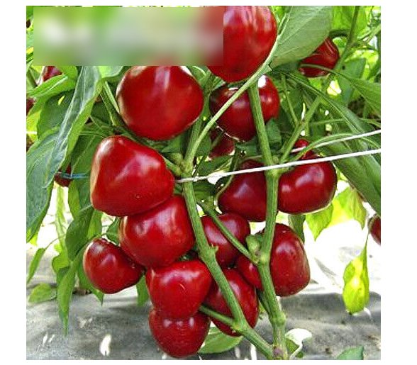 Super Seeds Capsicum annuum Sweet Pepper Dumas Vegetable Garden 30 Pcs