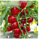 Super Seeds Capsicum annuum Sweet Pepper Dumas Vegetable Garden 30 Pcs