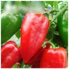 Super Seeds Sweet Pepper Sandra Dark Red Heart Shaped Vegetable Garden 70 Pcs