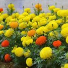 Super Seeds Tagetes erecta nana African Marigold Dwarf Indiana Mixed Fully Double Round Flowers 10 P