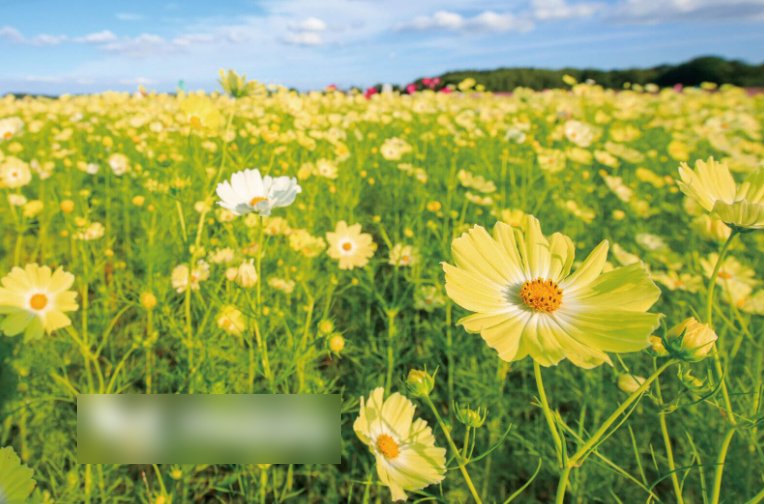 Super Seeds Cosmos Bipinnatus Sunset Yellow Meadow annual flower 50 Pcs