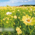 Super Seeds Cosmos Bipinnatus Sunset Yellow Meadow annual flower 50 Pcs