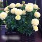 Super Seeds Kilimanjaro African Marigold Vannila White Annual Flower 30 Pcs
