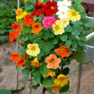 Super Seeds Tropaeolum nanum Nasturtium Dwarf Whirleybird Double Flower 20 Pcs