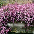 Super Seeds Gypsophila repens Rose Beautiful Flower 700+ Pcs